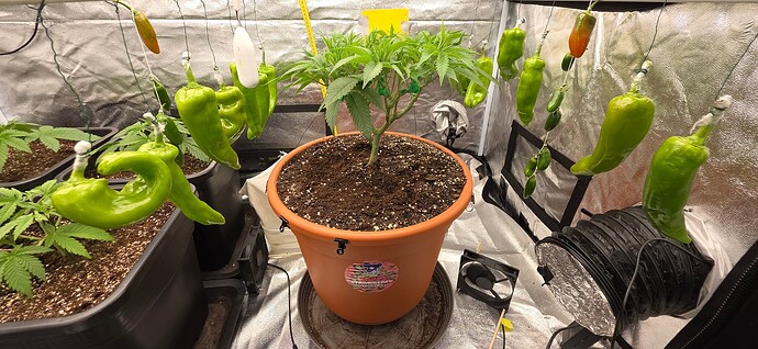 Growreport Bild 29