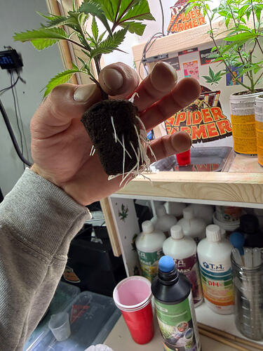 Growreport Bild 55