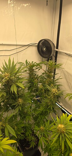 Growreport Bild 69