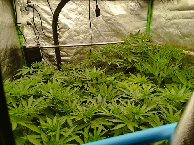 Mehrere junge Cannabispflanzen in einem Zelt, die sich im Wuchs befinden. Die Pflanzen sind dicht beieinander und zeigen kräftige grüne Blätter.