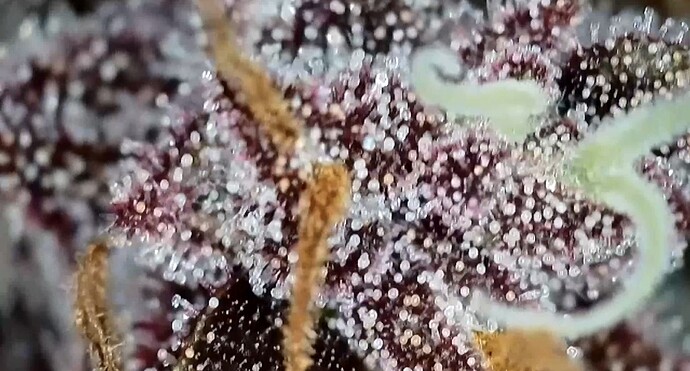 Growreport Bild 6