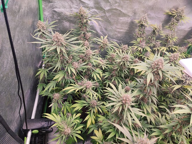 Growreport Bild 30