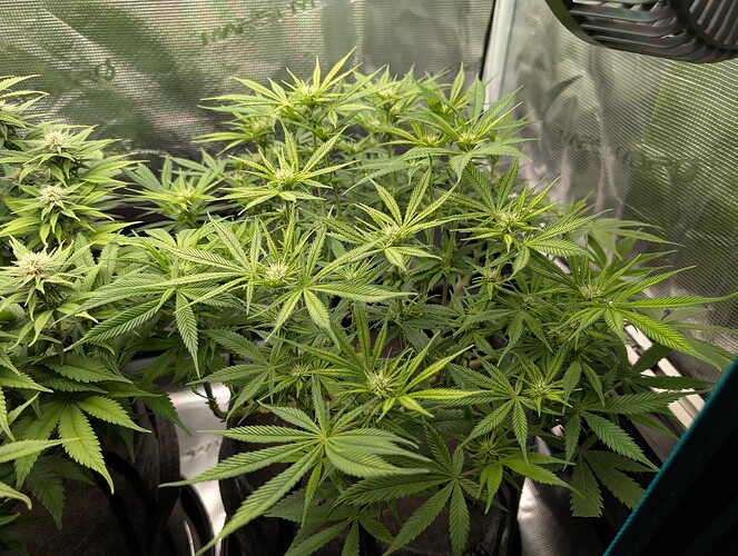 Growreport Bild 4