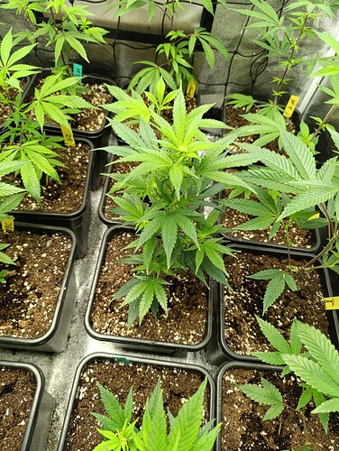 Growreport Bild 6