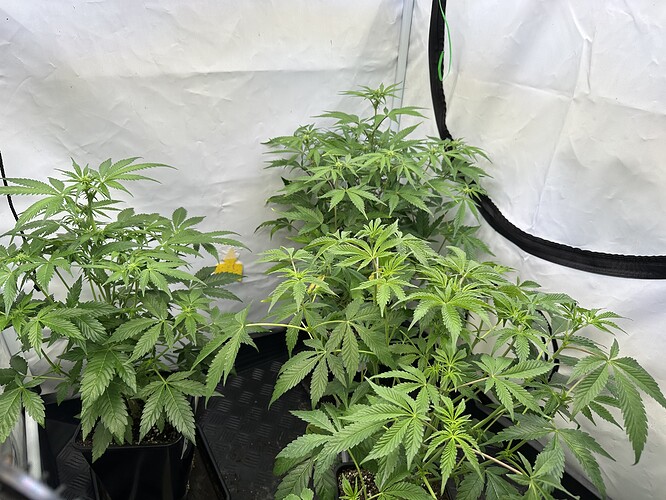 Growreport Bild 9