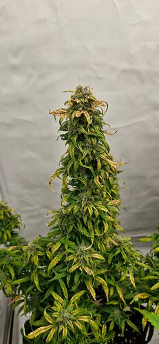 Growreport Bild 44