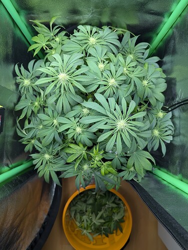 PXL_20241013_194910669