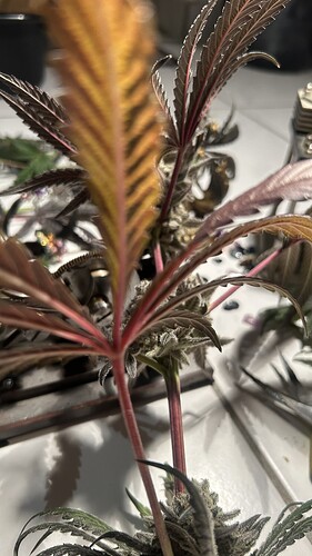 Growreport Bild 6