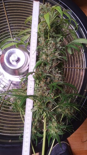 Growreport Bild 21