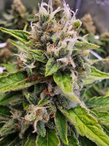 Growreport Bild 7