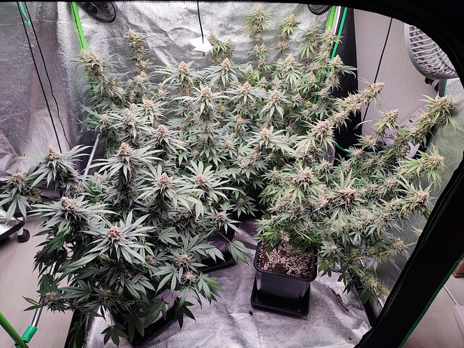 Growreport Bild 19