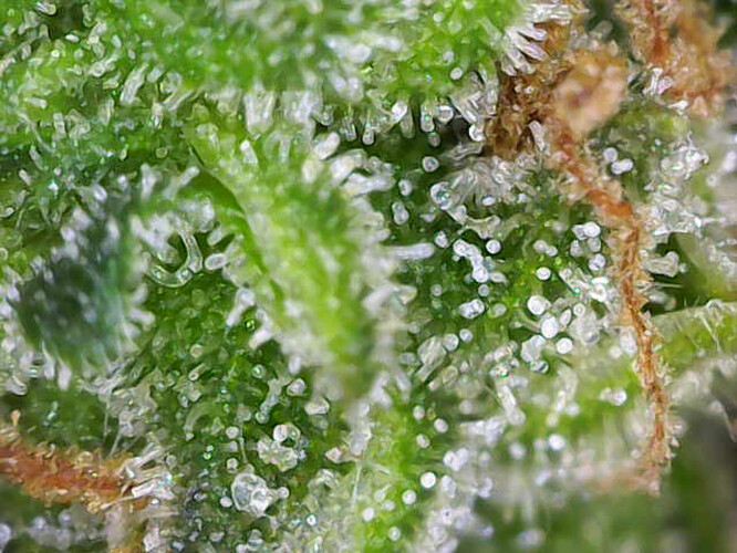 Growreport Bild 6