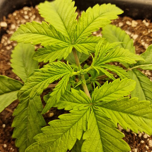 Growreport Bild 6
