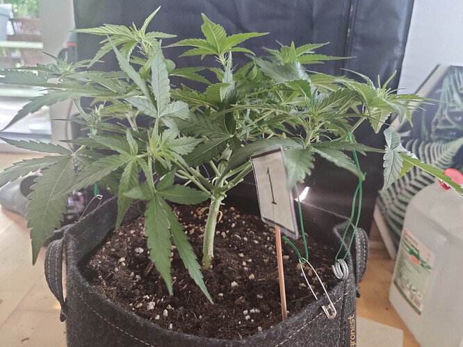 1_LST_side