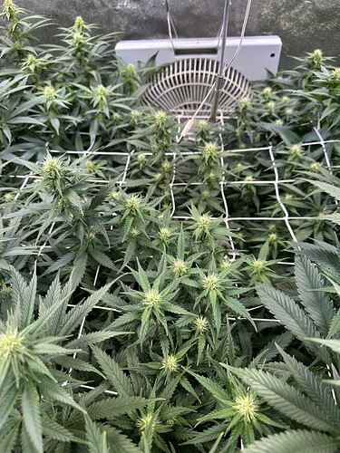 Growreport Bild 26