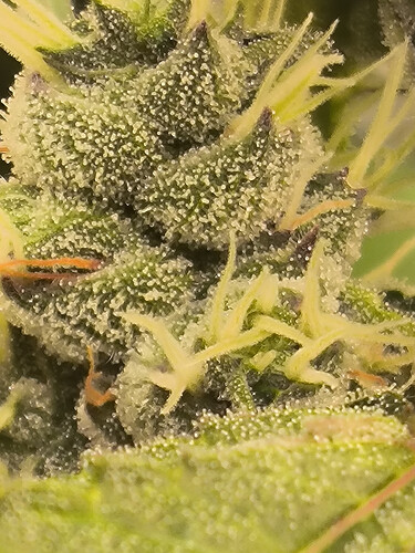 Growreport Bild 12