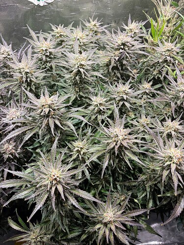 Growreport Bild 5