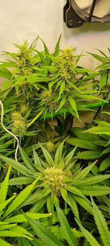 Growreport Bild 14