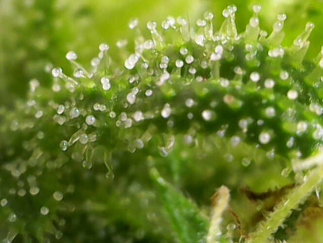 Growreport Bild 5