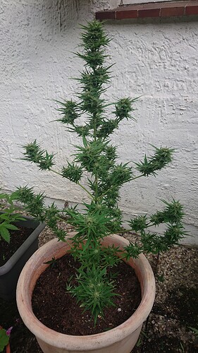 Growreport Bild 6