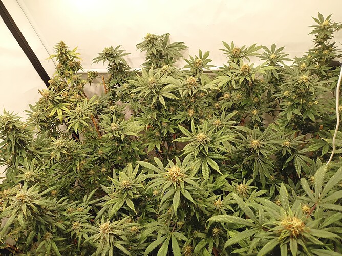Growreport Bild 17