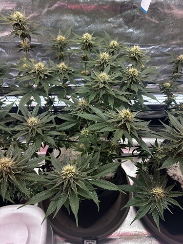 Growreport Bild 18