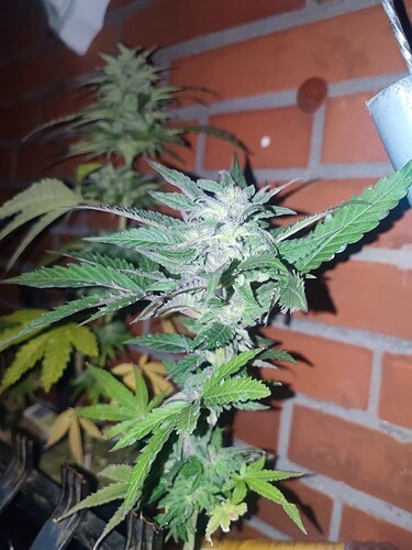 Growreport Bild 57