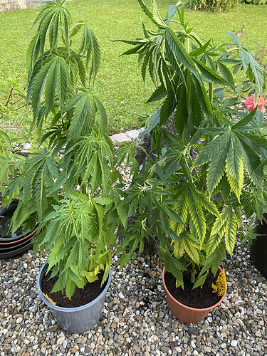 Pflanze 1 und 2 Special Kush.HEIC