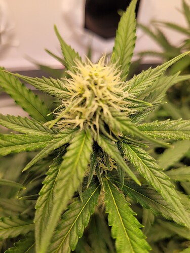 Growreport Bild 5