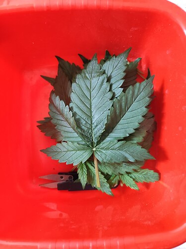 Growreport Bild 4