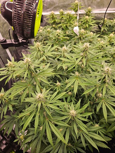 Growreport Bild 15