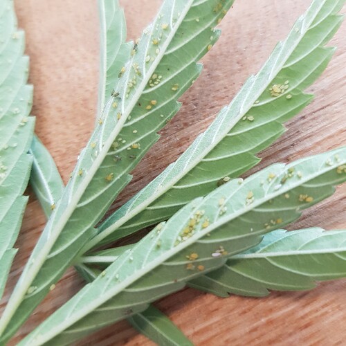 Growreport Bild 16