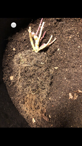 Growreport Bild 36