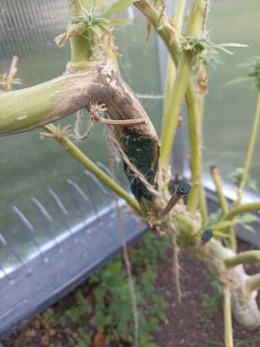 Growreport Bild 5