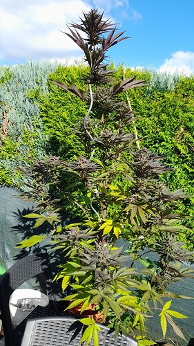 Growreport Bild 9