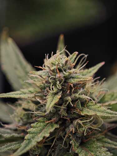 Growreport Bild 13