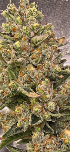 Growreport Bild 17
