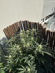 Growreport Bild 9