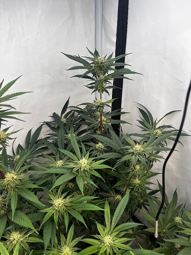 Growreport Bild 5