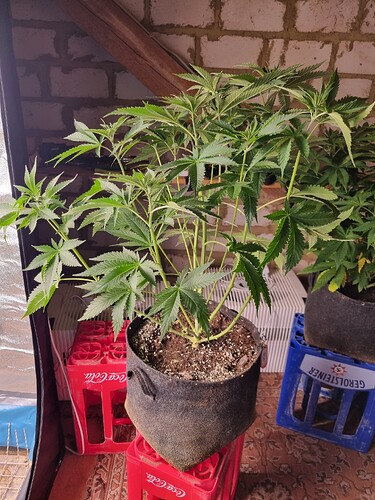 Eine junge Cannabispflanze in einem Vliesstofftopf, der auf roten Coca-Cola-Kisten steht. Die Pflanze hat mehrere verzweigte Stiele und breite, grüne Blätter. Im Hintergrund sind Ziegelwände und ein Teil eines Growzeltes zu sehen.