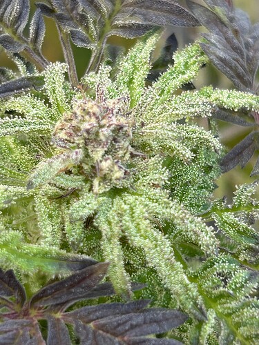 Growreport Bild 28