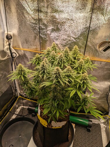 PXL_20240131_214744912