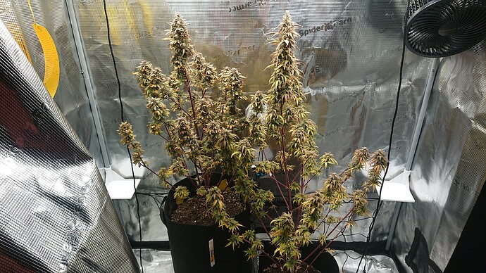 Growreport Bild 26