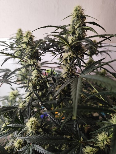 Growreport Bild 9