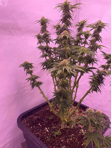 Growreport Bild 14