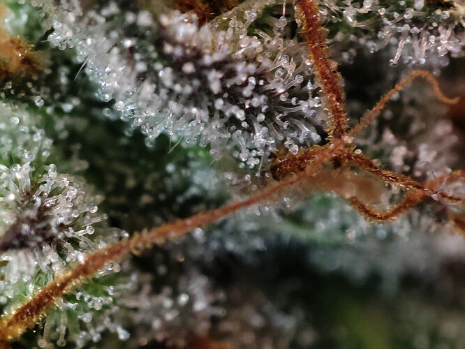 Growreport Bild 88