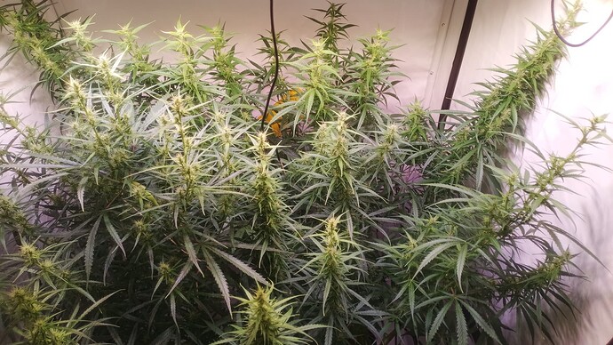 Growreport Bild 2