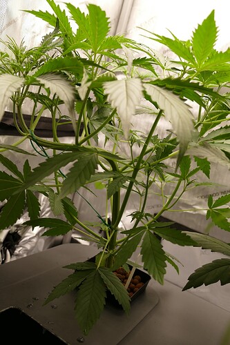 Growreport Bild 1