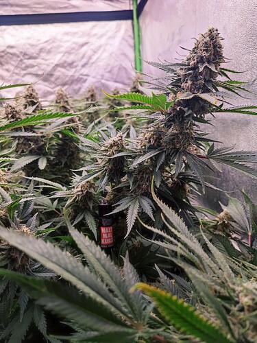 Growreport Bild 16