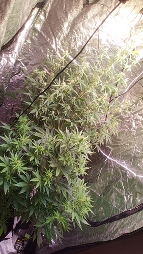 IMG_20240503_151508_525